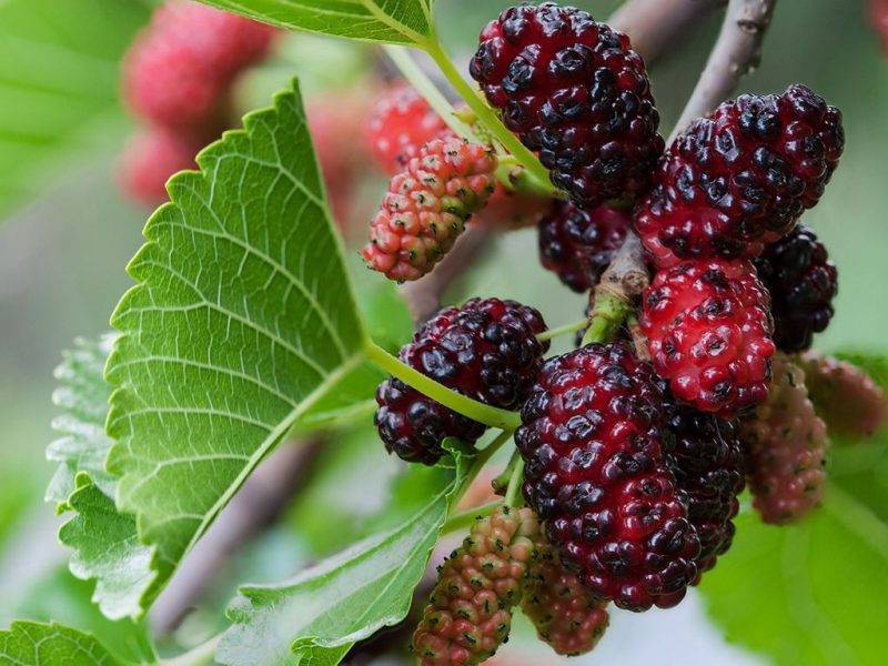 Шелковица купить саженцы из питомнике в Ульяновске
