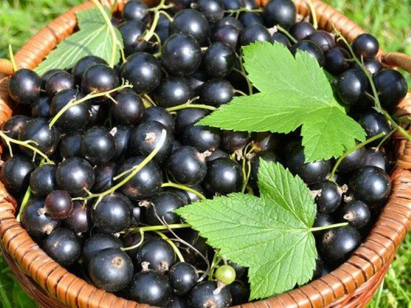 Смородина купить саженцы из питомника в Ульяновске