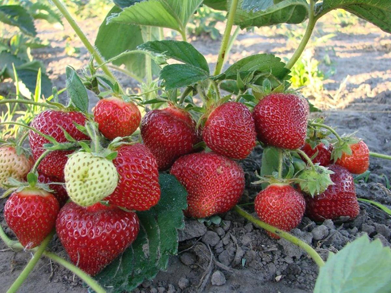 Клубника купить саженцы из питомника в Ульяновске