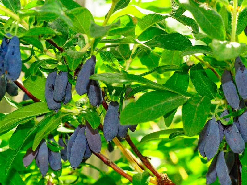 Жимолость купить саженцы из питомника в Ульяновске