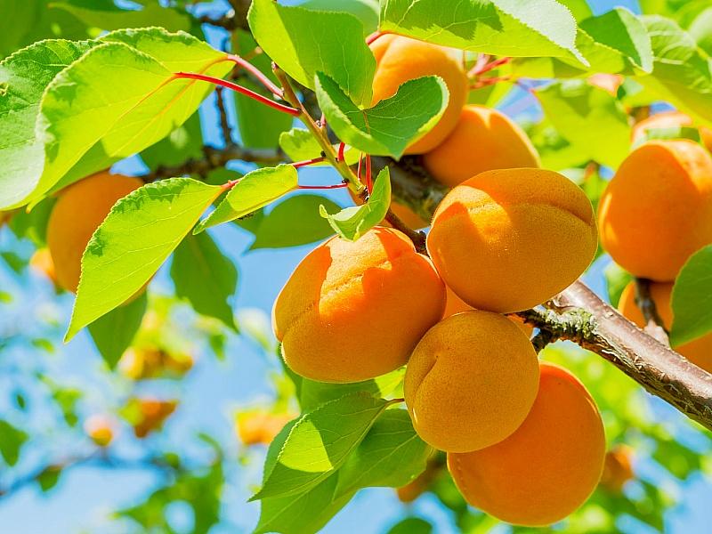 Абрикос купить саженцы из питомнике в Ульяновске