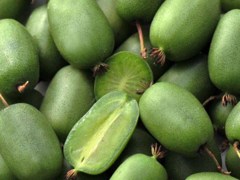 Актинидия купить саженцы из питомнике в Ульяновске