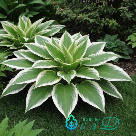 Хоста "ФИРН ЛАЙН"