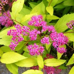 Спирея "ГОЛДЕН ПРИНЦЕСС" (стакан Р9)