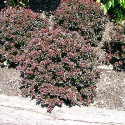 Барбарис "ПИГМИ РУБИ"