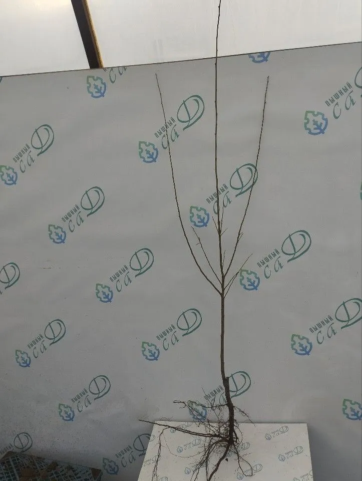 Шарафуга Вельвет Санрайз