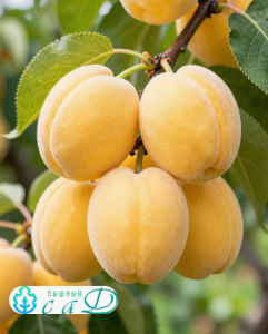 Абрикос "ШАЛАХ" раннего срока созревания